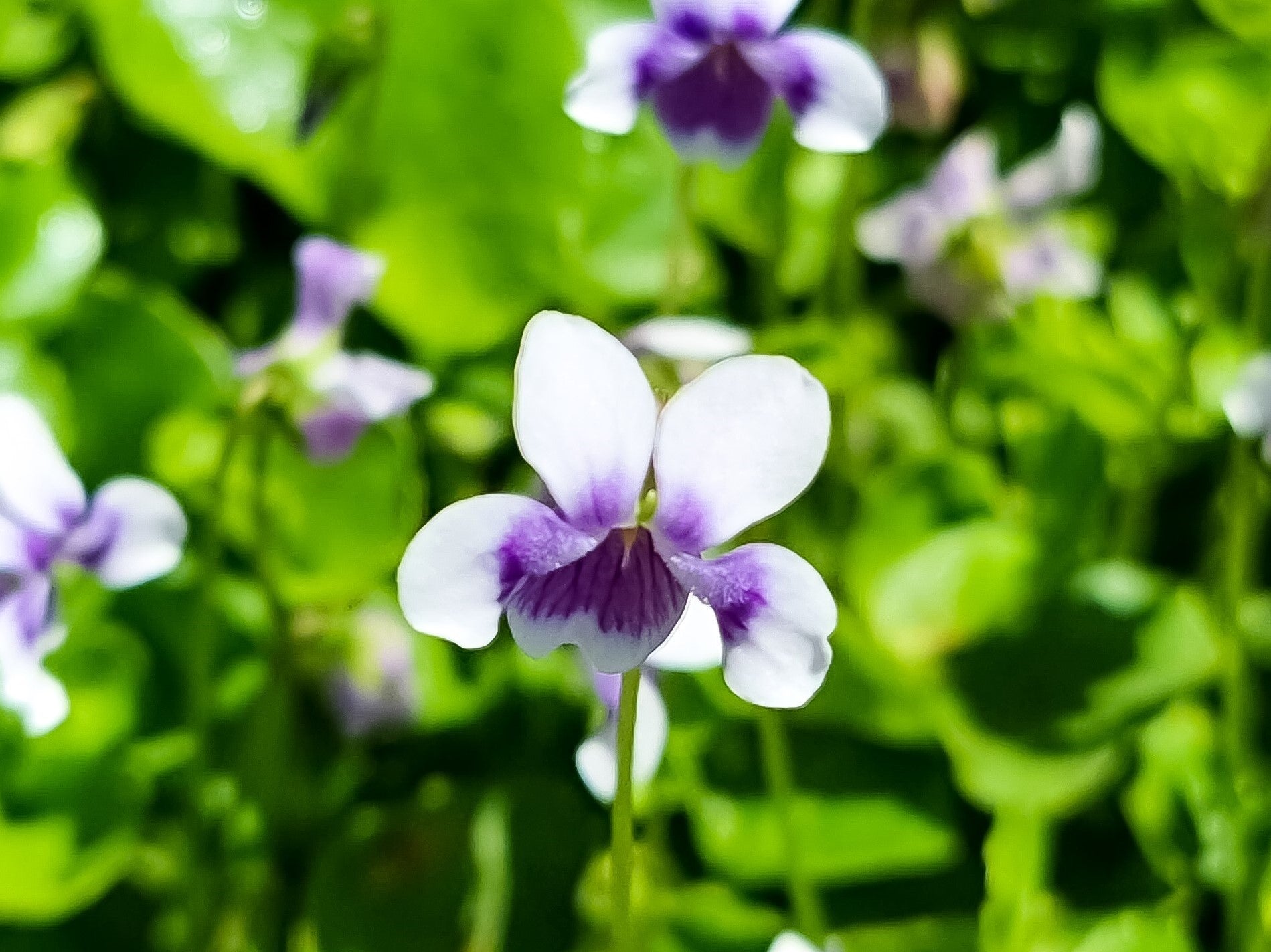 Viola hederacea Viohed Syn Erpetion hederaceum, Native Violet, Ivy Lea ...