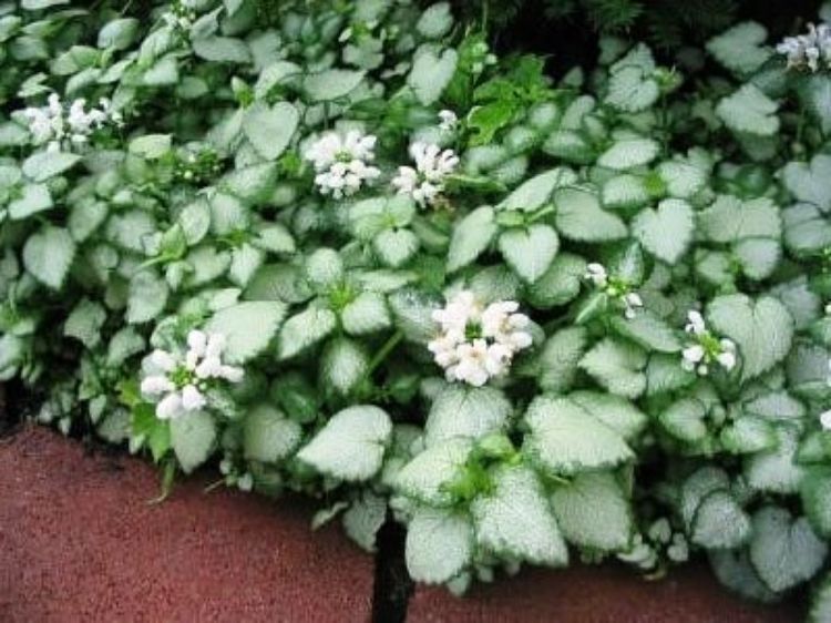 Lamium maculalum White Nancy LammacWN Spotted Dead Nettle 140mm