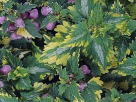 Lamium maculalum Anne Greenaway LammacAG Spotted Dead Nettle 140mm