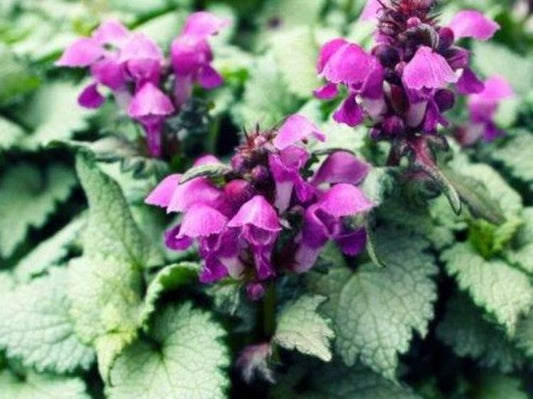 Lamium maculalum Ghost LammacGho Spotted Dead Nettle 140mm