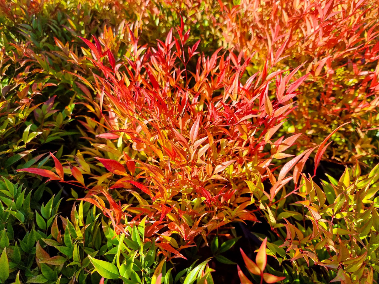 Nandina domestica Moon Bay NandomMB Heavenly Bamboo, Sacred Bamboo