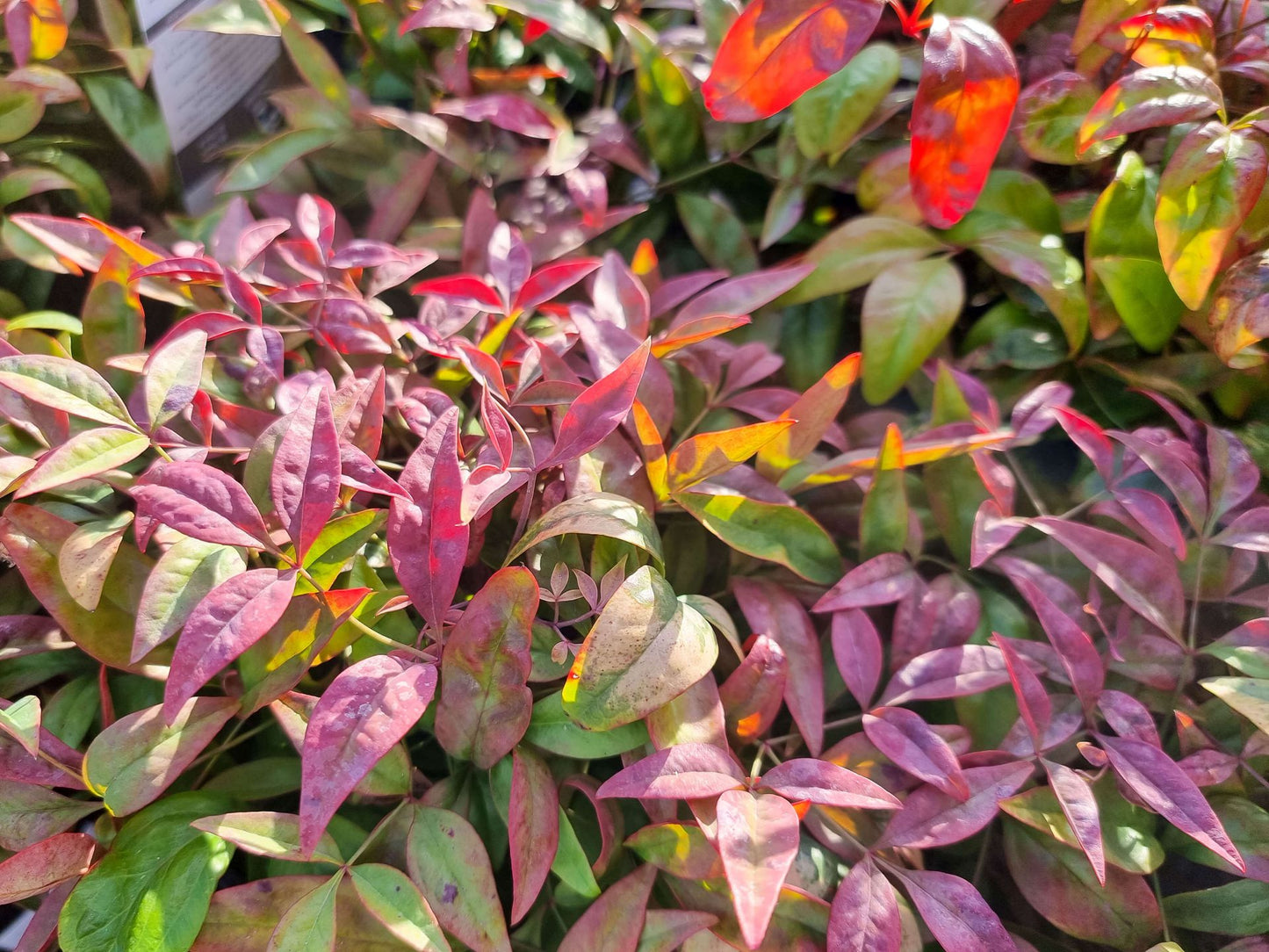 Nandina domestica Blush PBR NandomBlu Heavenly Bamboo, Sacred Bamboo, AKA