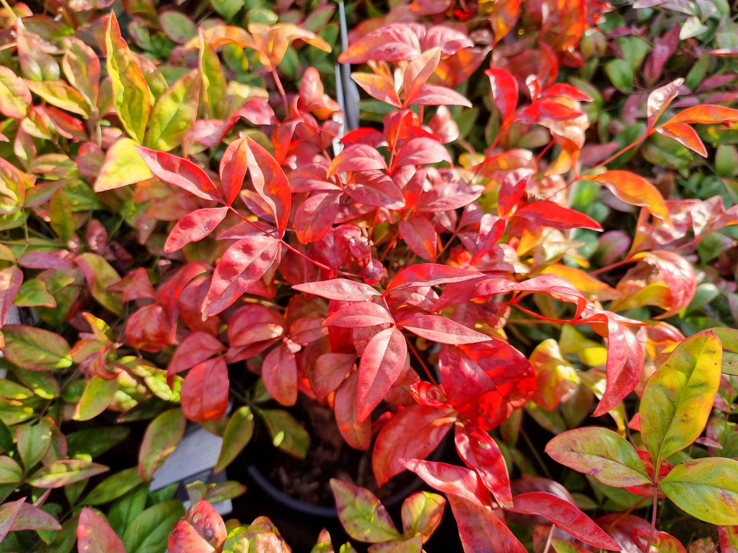 Nandina domestica Blush PBR NandomBlu Heavenly Bamboo, Sacred Bamboo, AKA