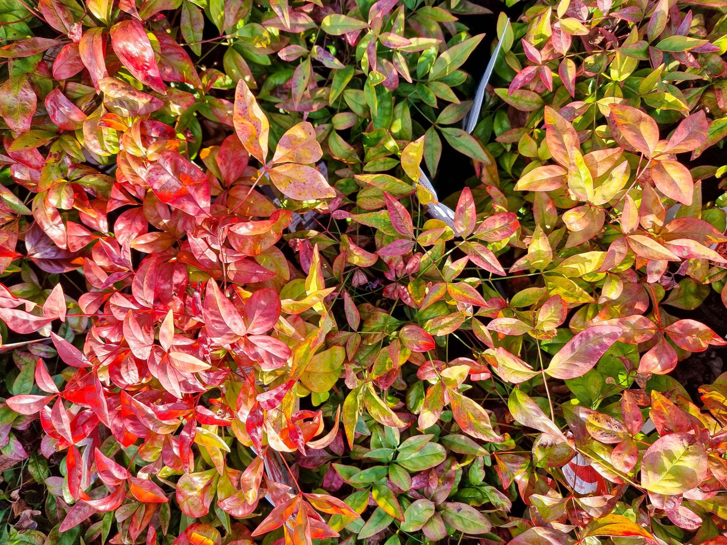 Nandina domestica Blush PBR NandomBlu Heavenly Bamboo, Sacred Bamboo, AKA