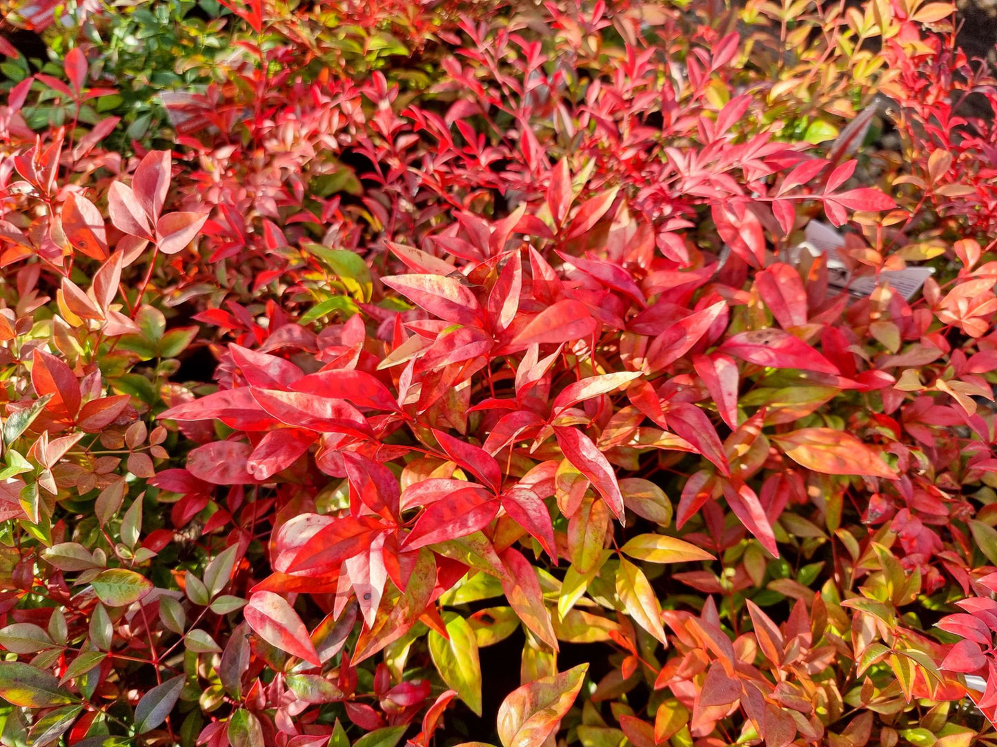 Nandina domestica Obsession PBR NandomObs Heavenly Bamboo, Sacred Bamboo, SEIKA