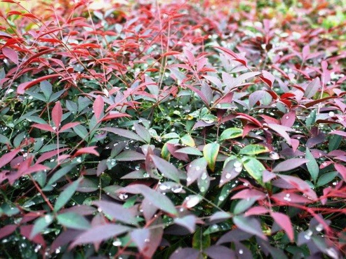 Nandina domestica Flirt PBR NandomFli Heavenly Bamboo, Sacred Bamboo, MURASAKI