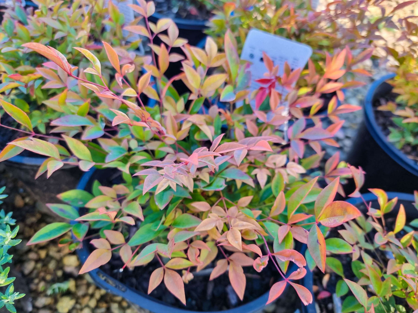 Nandina domestica Gulf Stream NandomGS Dwarf Heavenly Bamboo, Sacred Bamboo