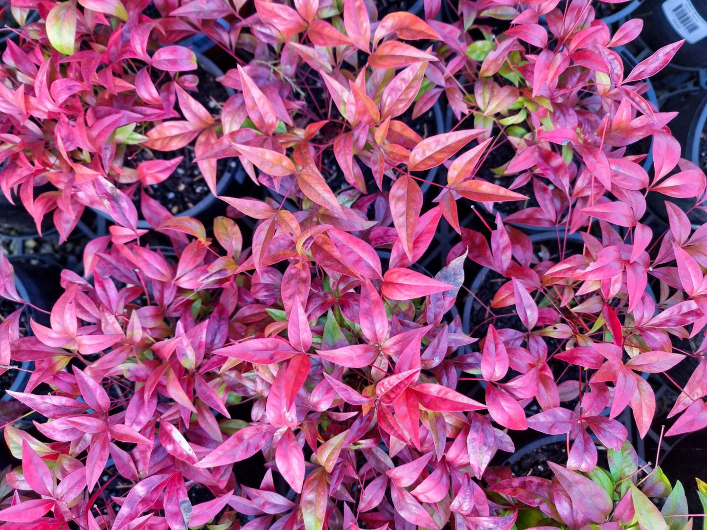 Nandina domestica Nana NandomNa Dwarf Heavenly Bamboo, Sacred Bamboo