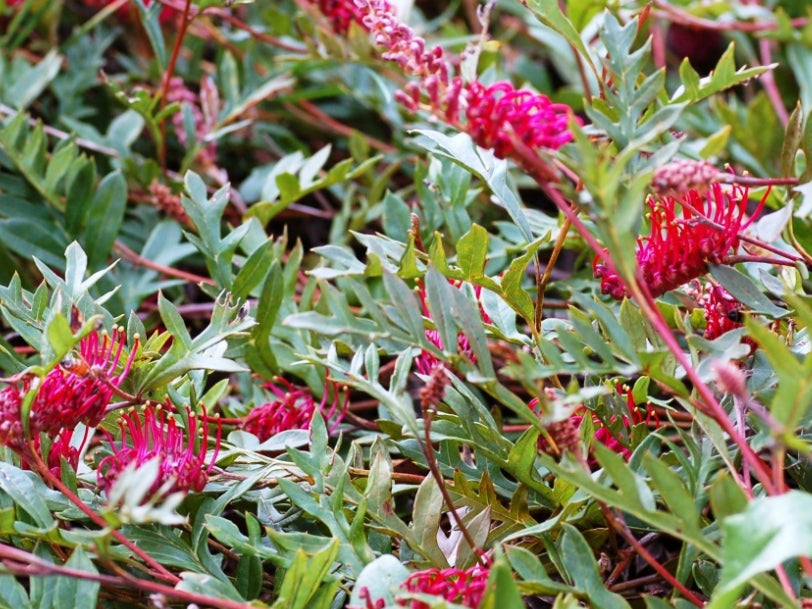 Grevillea acanthifolia laurifolia Gaudichaudii GrealGau Spider Flower, Toothbrush Plant 140mm