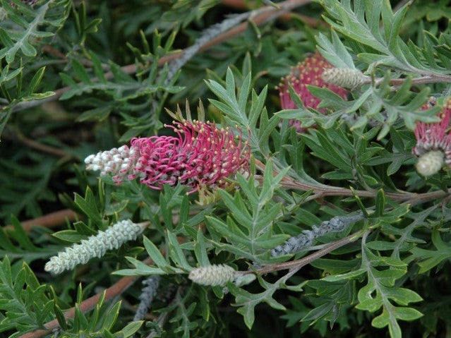 Grevillea hybrida Carpet Layer GrehybCL Spider Flower, Toothbrush Plant