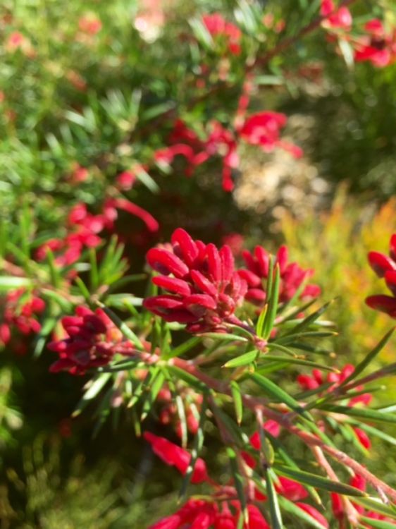 Grevillea hybrida Clearview David GrehybCD Spider Flower, Toothbrush Plant 140mm