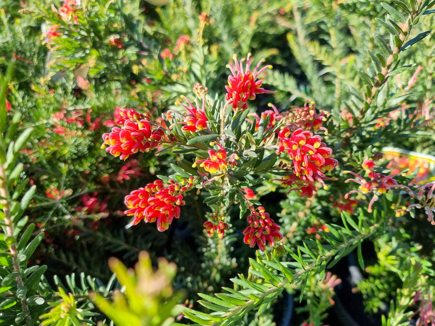 Grevillea hybrida Fireworks GrehybFir Spider Flower, Toothbrush Plant