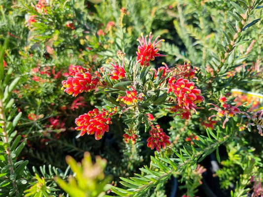 Grevillea hybrida Fireworks GrehybFir Spider Flower, Toothbrush Plant