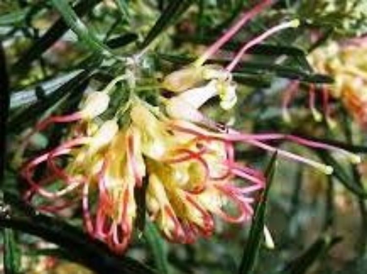 Grevillea hybrida Flora Mason GrehybFM Spider Flower, Toothbrush Plant 140mm