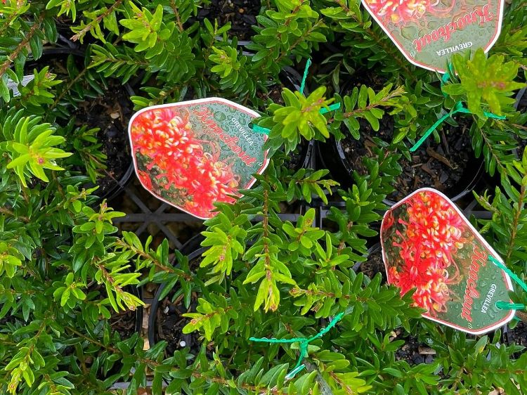 Grevillea hybrida Knockout GrehybKno Spider Flower, Toothbrush Plant 140mm