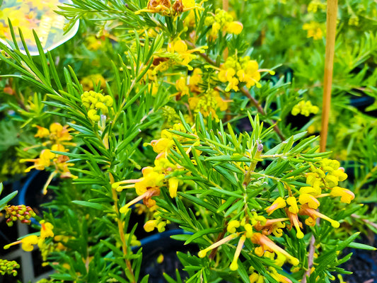 Grevillea hybrida Lemon Daze GrehybLD Spider Flower, Toothbrush Plant 200mm