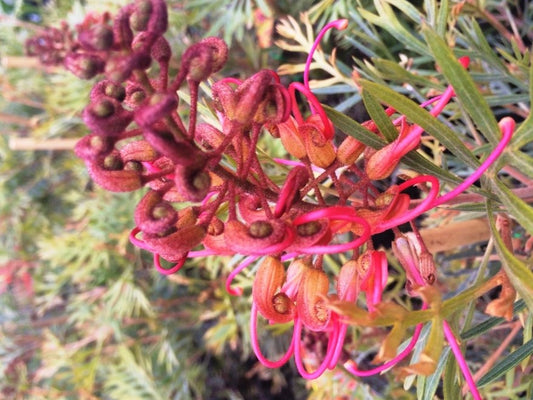 Grevillea hybrida Soopa Doopa GrehybSD Super Duper, Sooper Dooper, Spider Flower, Toothbrush Plant  200mm