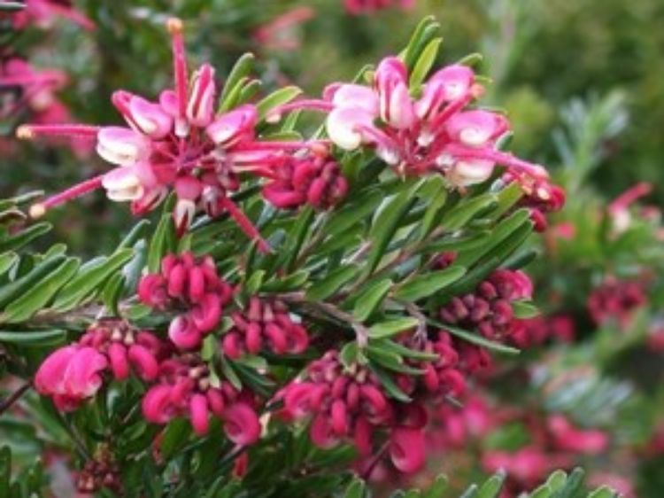 Grevillea hybrida Tuckers Dwarf GrehybTD Spider Flower, Toothbrush Plant