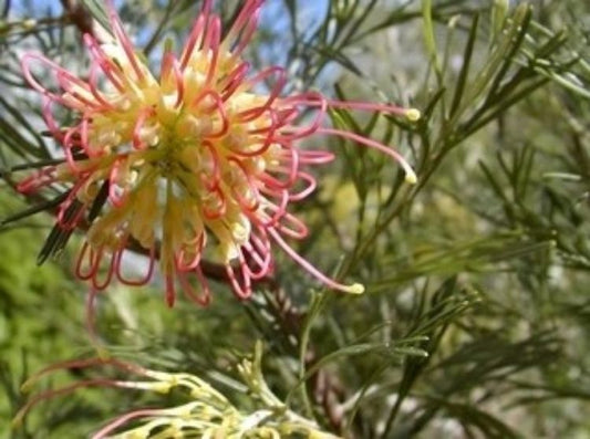 Grevillea hybrida Winpara Gold GrehybWGo Spider Flower, Toothbrush Plant