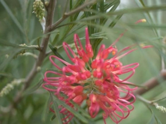 Grevillea hybrida Winpara Gem GrehybWG Spider Flower, Toothbrush Plant