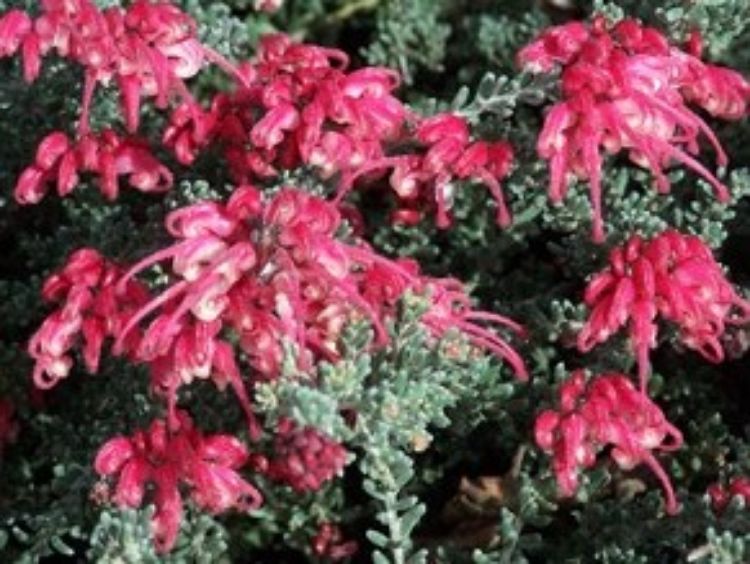 Grevillea hybrida Winter Delight GrehybWD Spider Flower, Toothbrush Plant 140mm