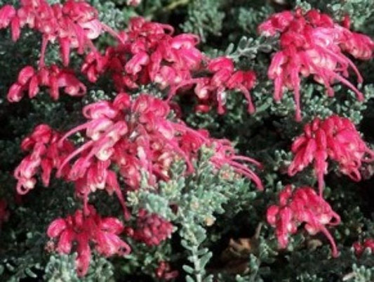 Grevillea hybrida Winter Delight GrehybWD Spider Flower, Toothbrush Plant 140mm