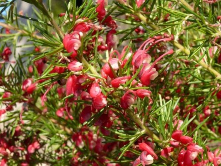 Grevillea lanigera lavandulacea Cherry Ripe GrellCR Woolly Grevillea, Lavender Grevillea