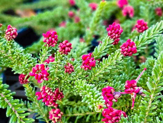 Grevillea lanigera Mt Tamboritha GrelanMT Woolly Grevillea, Mount Tamboritha