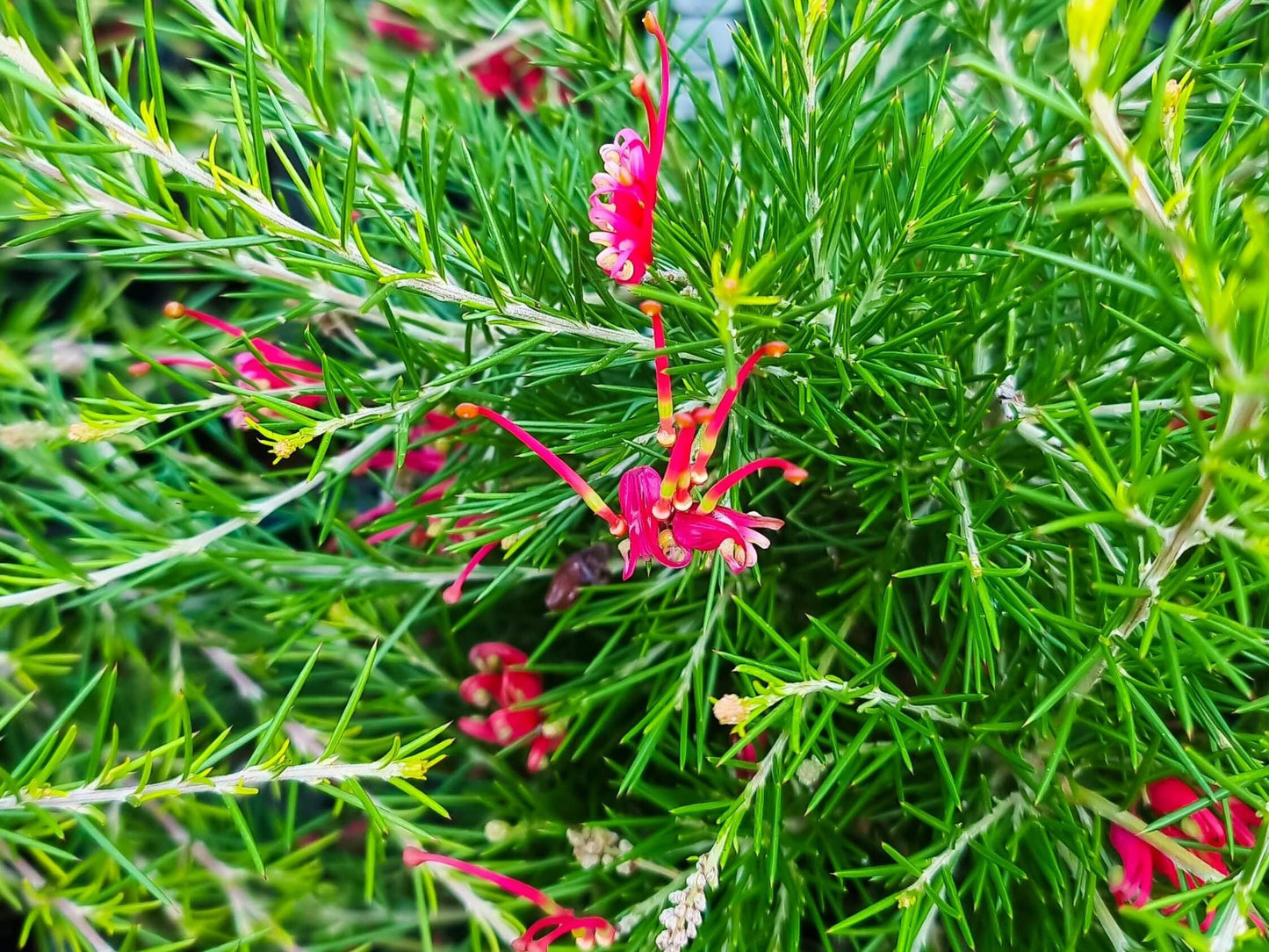 Grevillea rosmarinifolia Scarlet Sprite GrerosSS Rosemary Grevillea