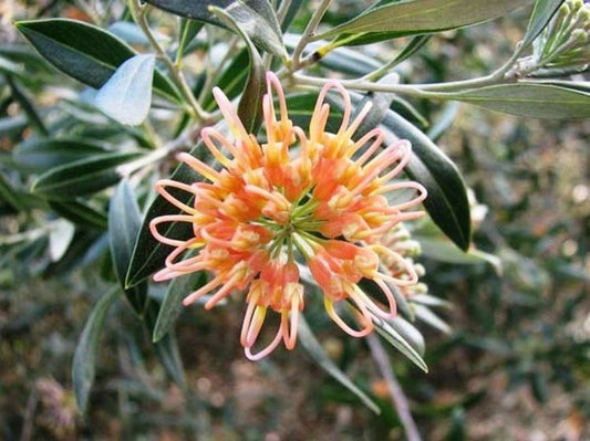 Grevillea olivacea Apricot Glow GreoliAG Olive Grevillea 140mm