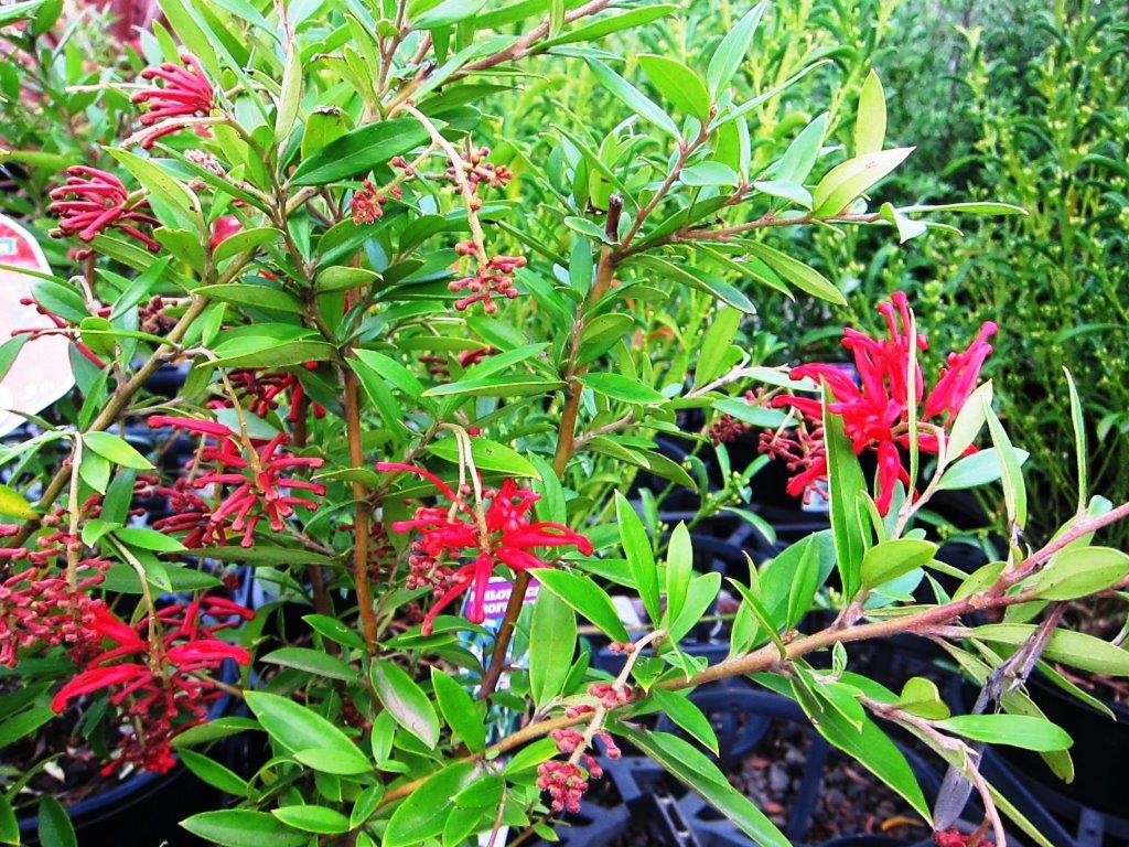 Grevillea rhyolitica victoriae Lady O GrervLO Deua Grevillea