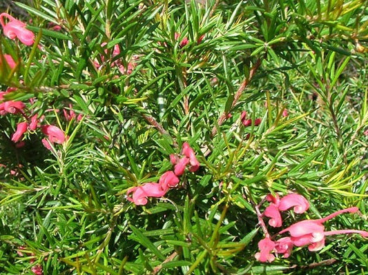 Grevillea rosmarinifolia Greros Rosemary Grevillea