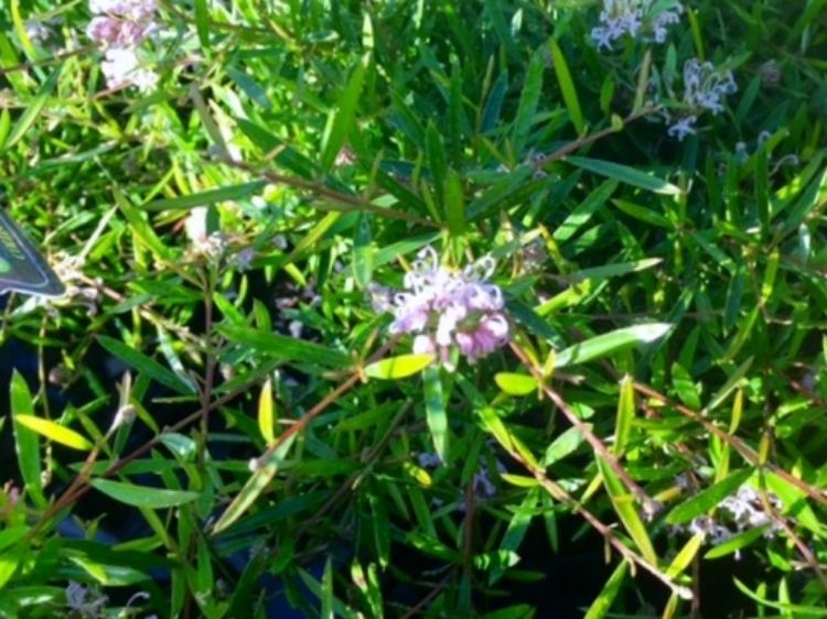 Grevillea sericea Pink Midget GreserPM Pink Spider Flower