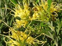 Grevillea thelemanniana olivacea Lemon Supreme GretoLS Spider Net Grevillea, Hummingbird Bush, 140mm