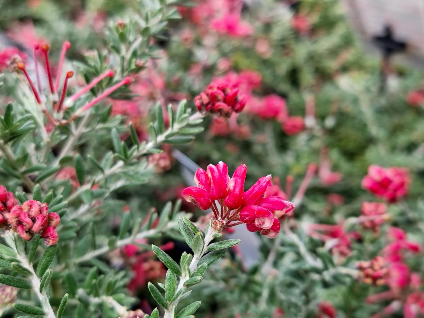 Grevillea hybrida Strawberry Smoothie GrehybSS Spider Flower, Toothbrush Plant