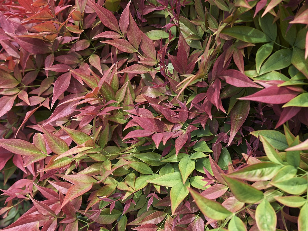 Nandina domestica Nandom Heavenly Bamboo, Sacred Bamboo