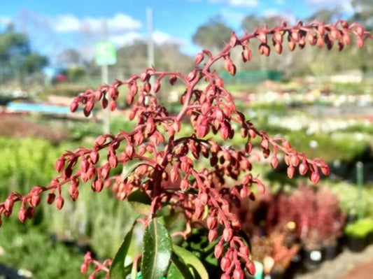 Pieris japonica Compact Crimson PiejapCCr Japanese Andromeda, Japanese Pieris 200mm