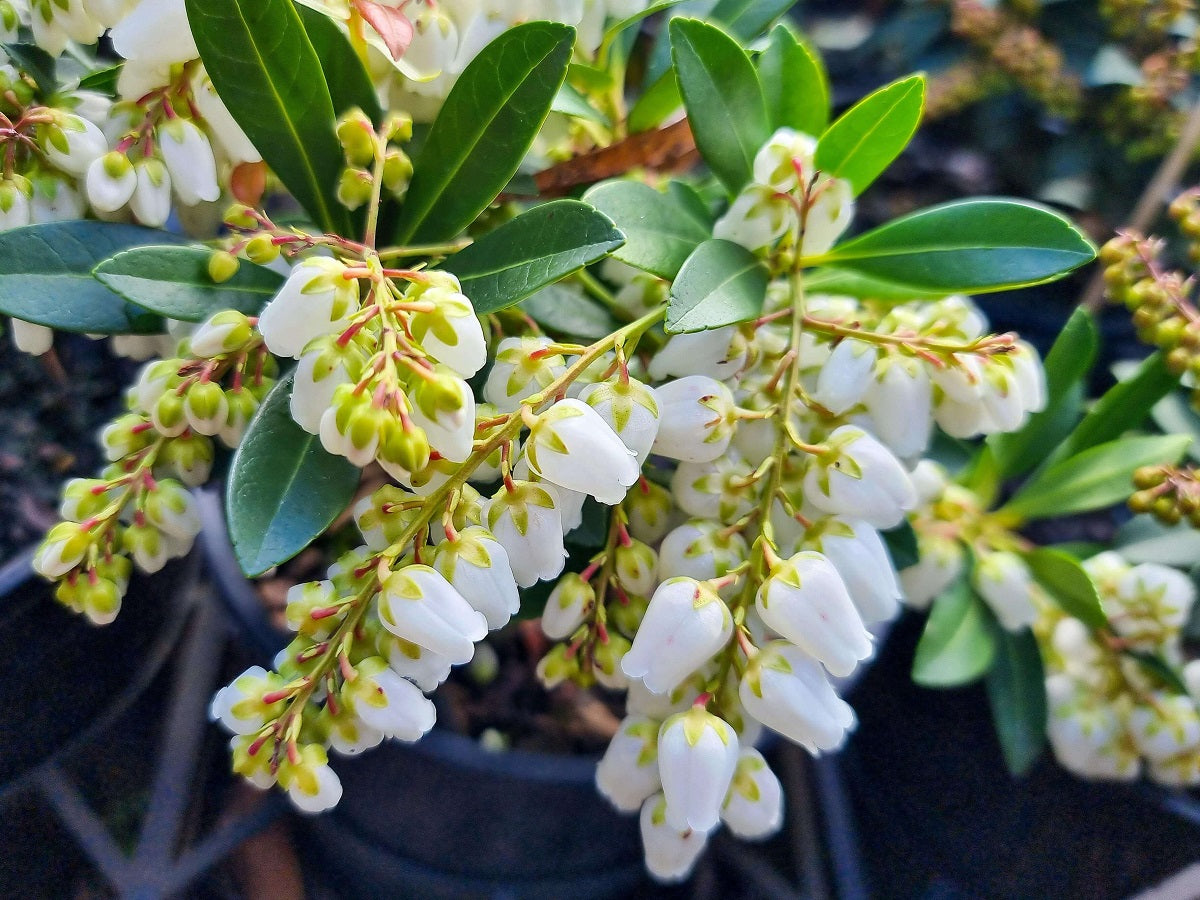 Pieris japonica Sarabande PiejapSar Japanese Andromeda, Japanese Pieris