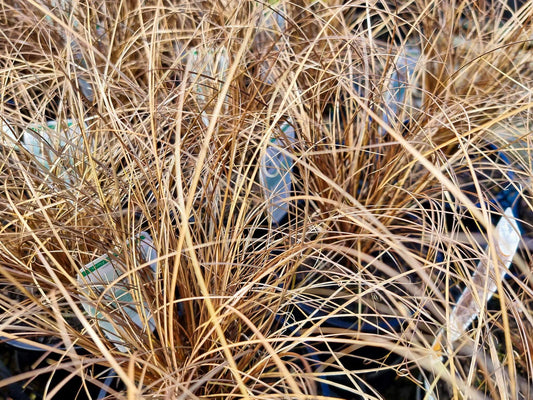 Carex comans Bronze CarcomBro New Zealand Hair Sedge 140mm