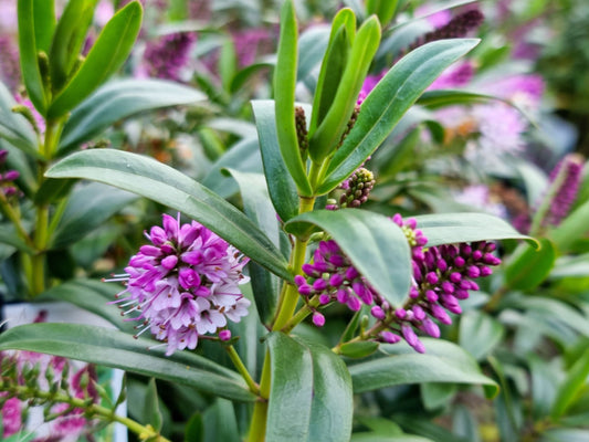 Hebe hybrida Icing Sugar HebhybIS