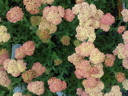 Achillea millefolium Pineapple Mango AchmilPM Yarrow