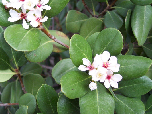 Rhaphiolepis umbellata Rhaumb Yedda Hawthorn, Raphiolepis