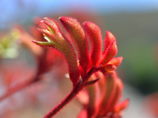 Anigozanthos flavidus Landscape Scarlet AniflaLSc Kangaroo Paw, syn Bush Endeavour 140mm