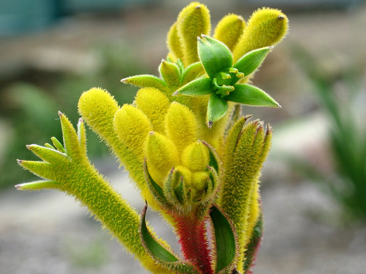 Anigozanthos hybrida Bush Bonanza AnihybBBo Bush Gems Kangaroo Paw 140mm