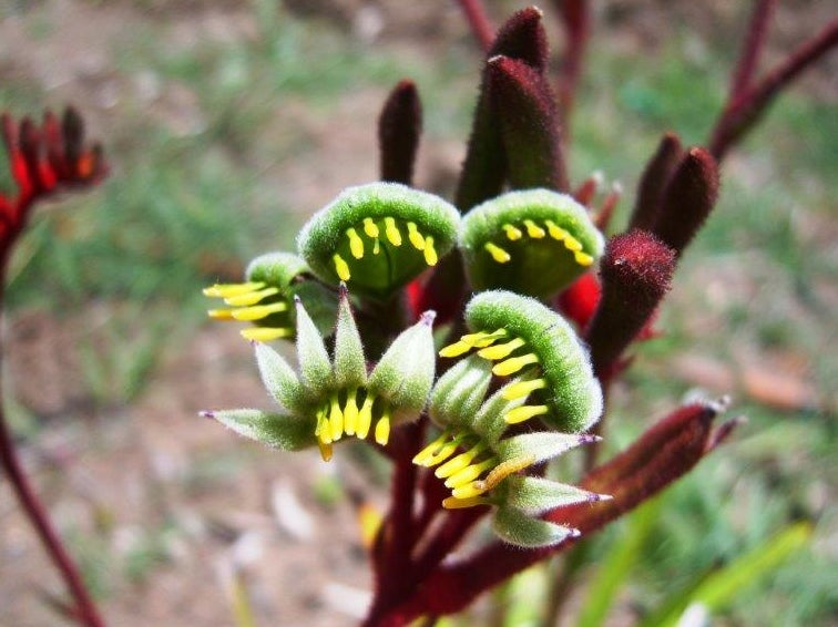 Anigozanthos hybrida Regal Velvet PBR AnihybRVe Kangaroo Paw, PBR ...