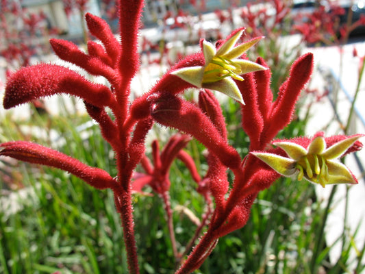 Anigozanthos hybrida Big Red AnihybBR Kangaroo Paw 140mm