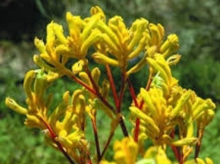 Anigozanthos flavidus pulcherimus Yellow Gem AnifpYG Kangaroo Paw 140mm