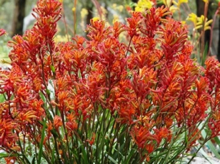 Anigozanthos hybrida Bush Blitz AnihybBBli Bush Gems Kangaroo Paw, RAMBOBLITZ 140mm