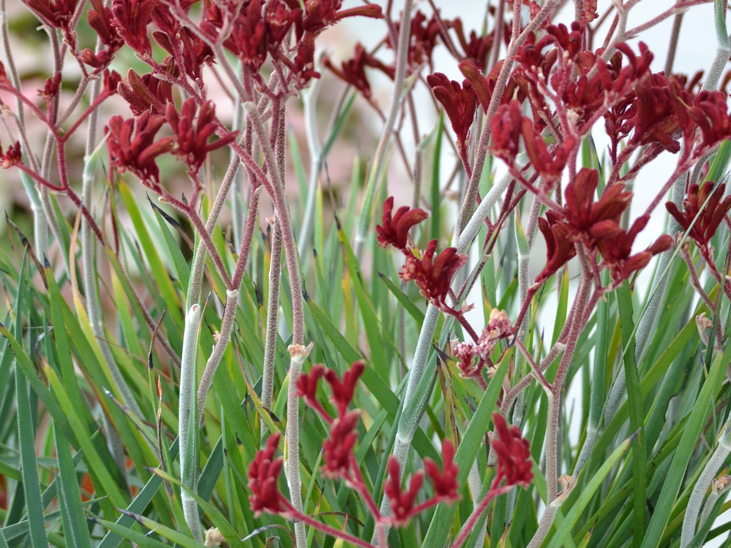 Anigozanthos hybrida Frosty Red PBR AnihybFR Kangaroo Paw, ARS01