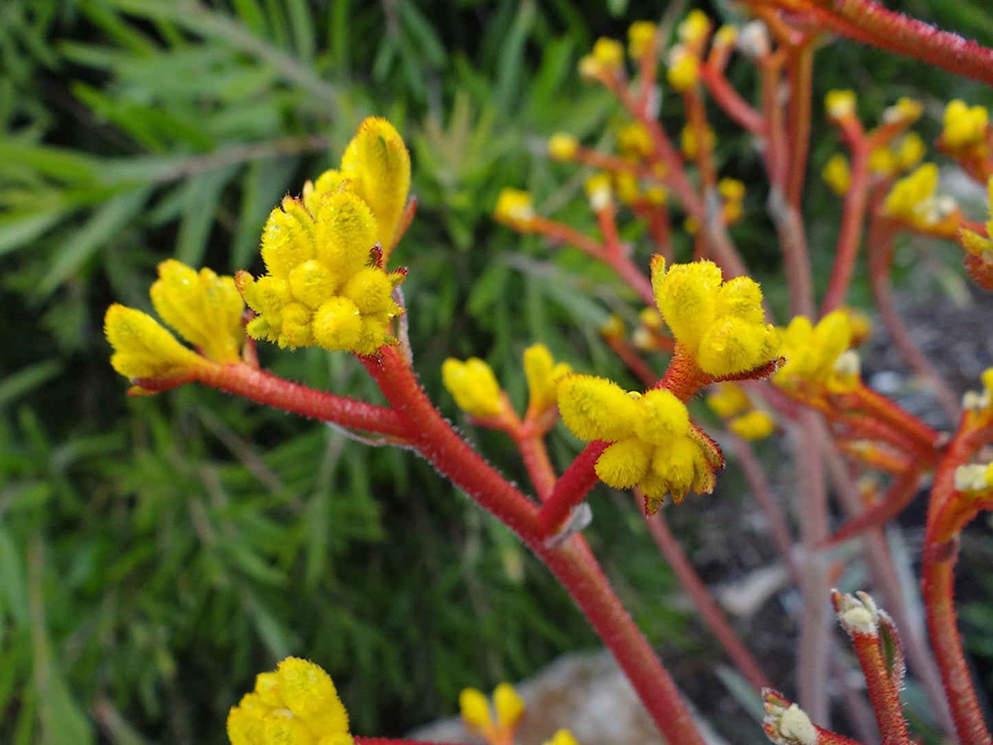 Anigozanthos hybrida Frosty Yellow AnihybFY Kangaroo Paw 140mm